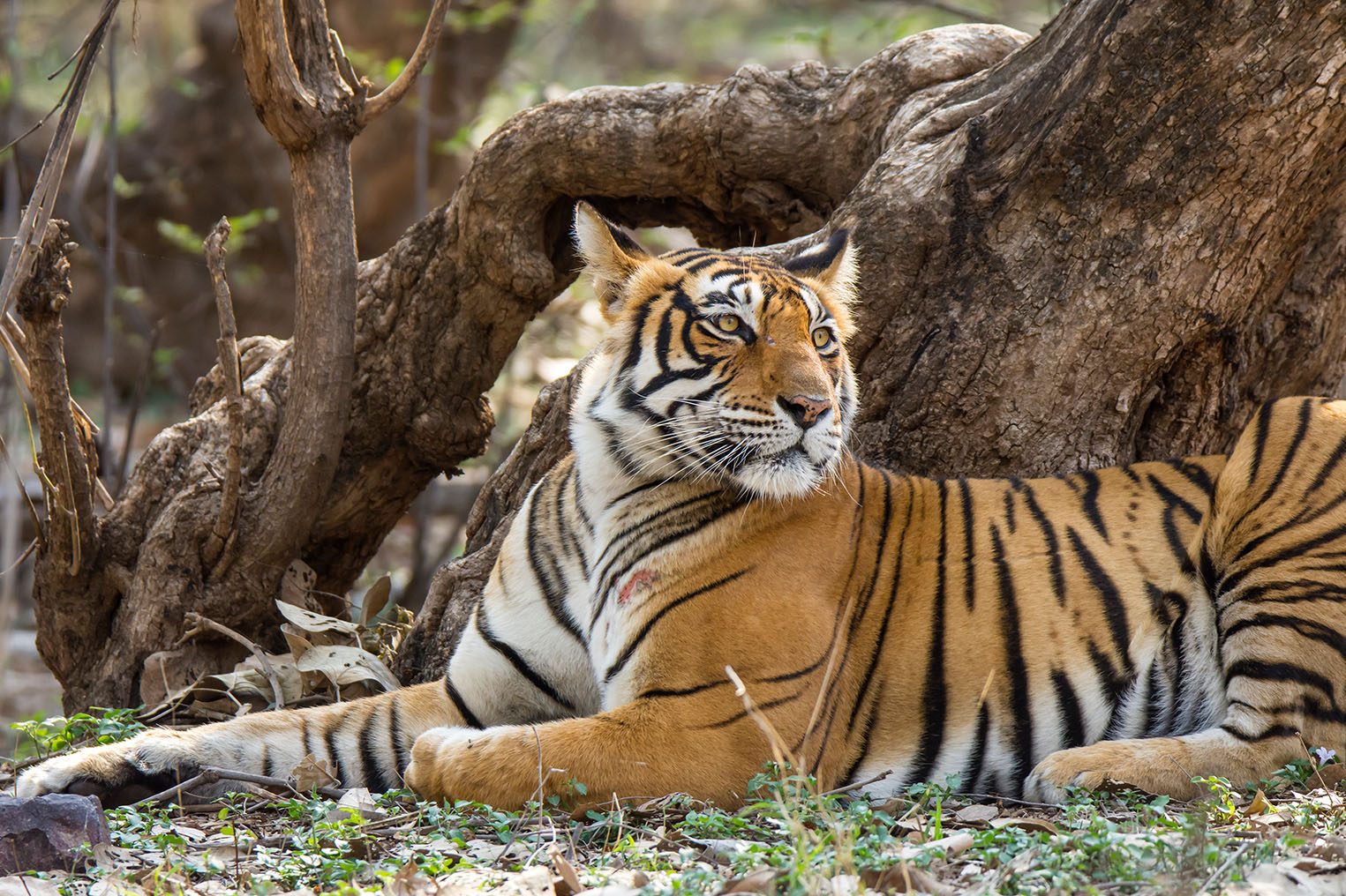Tiger Tour Book Tiger Trail Tour Packages Tour For India